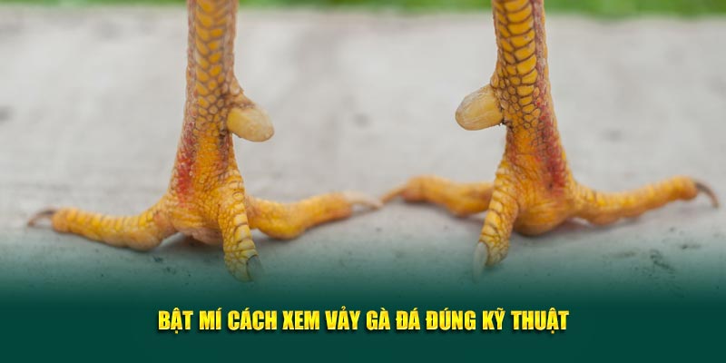 Bật mí cách xem vảy gà đá đúng kỹ thuật