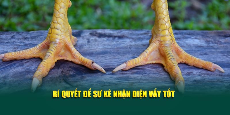 Bí quyết để sư kê nhận diện vảy tốt