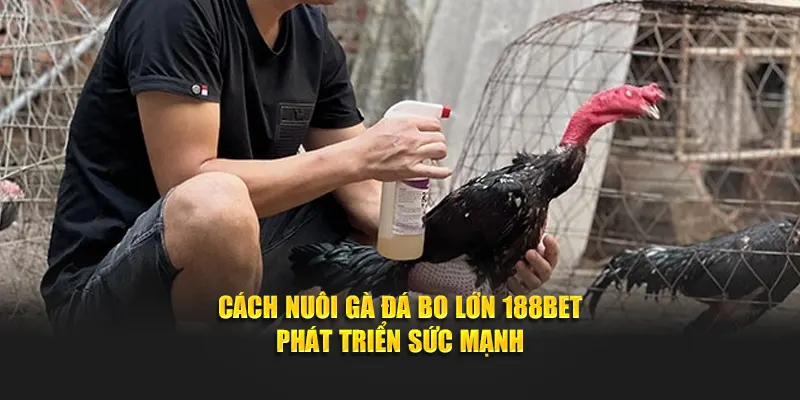 Cách nuôi gà đá bo lớn