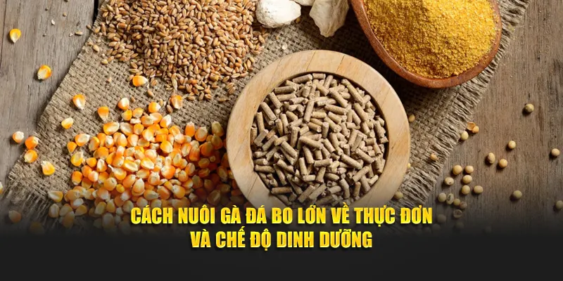 Cách nuôi gà đá bo lớn về thực đơn và chế độ dinh dưỡng