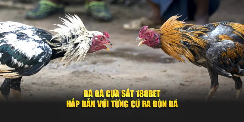 Đá gà cựa sắt
