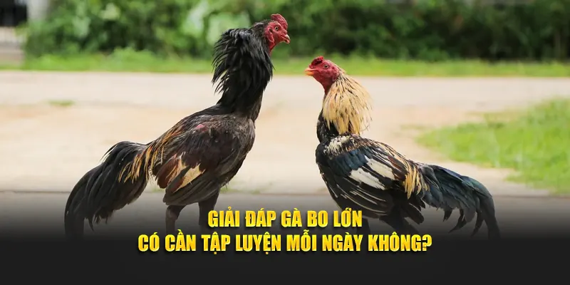 Giải đáp gà bo lớn có cần tập luyện mỗi ngày không?