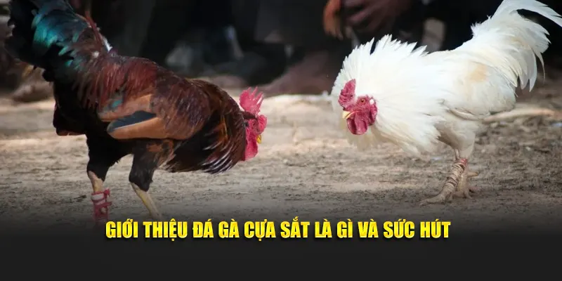 Giới thiệu đá gà cựa sắt là gì và sức hút