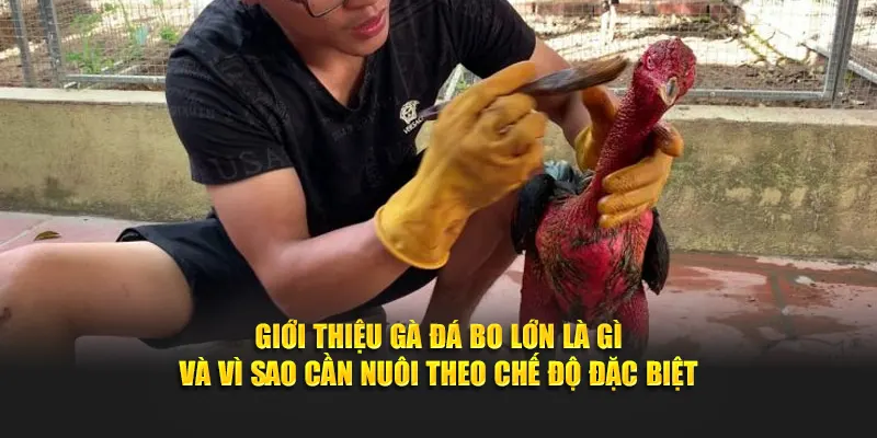 Giới thiệu gà đá bo lớn là gì và vì sao cần nuôi theo chế độ đặc biệt