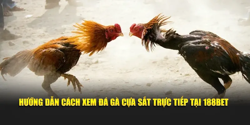 Hướng dẫn cách xem đá gà cựa sắt trực tiếp tại 188BET