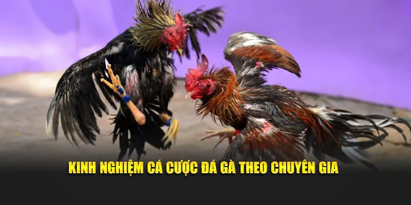 Kinh nghiệm cá cược đá gà theo chuyên gia