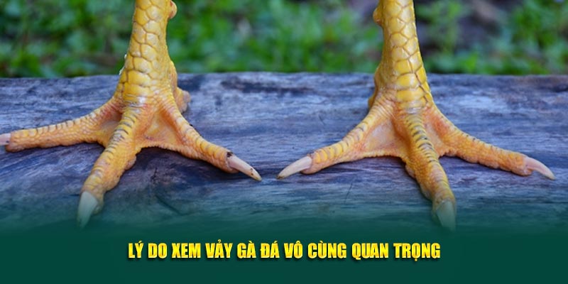 Lý do xem vảy gà đá vô cùng quan trọng