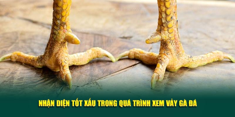 Nhận diện tốt xấu trong quá trình xem vảy gà đá