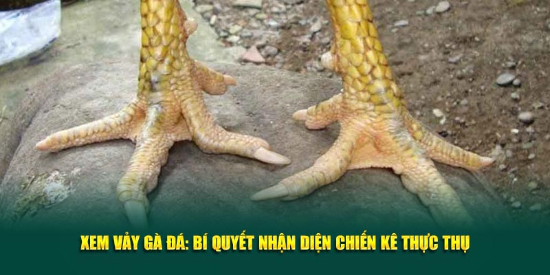 Xem vảy gà đá